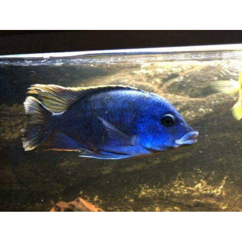 Blauwe cichlide mannen 15-18 cm