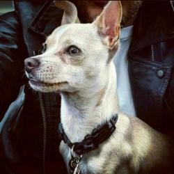 Stoere chihuahua dekreu