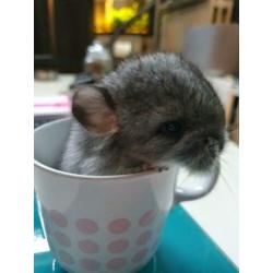 Chinchilla 2 vrouwtjes
