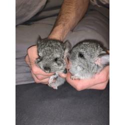 Chinchilla 2 vrouwtjes