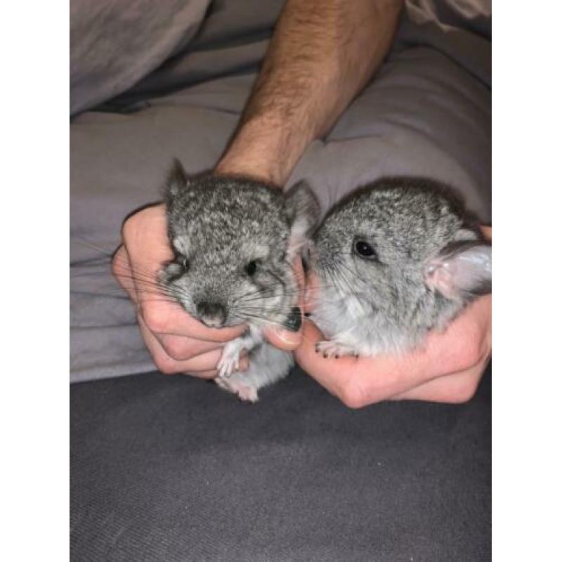 Chinchilla 2 vrouwtjes