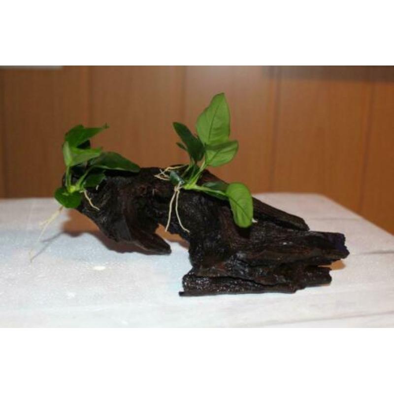 Anubias nana op aquarium hout