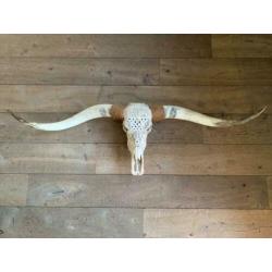 Skulls longhorn buffel schedel longhorn skull dierenschedel
