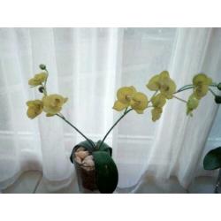 2 gele zijden kunst orchidee plant 2 stuks als nieuw mooi