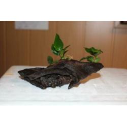 Anubias nana op aquarium hout