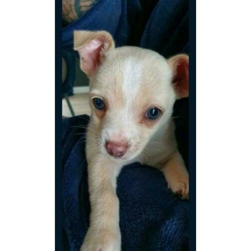Stoere chihuahua dekreu
