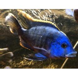 Blauwe cichlide mannen 15-18 cm