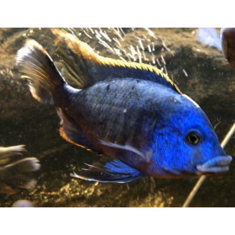 Blauwe cichlide mannen 15-18 cm