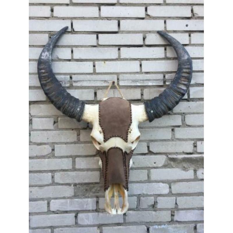 Waterbuffel schedel,waterbuffelschedel