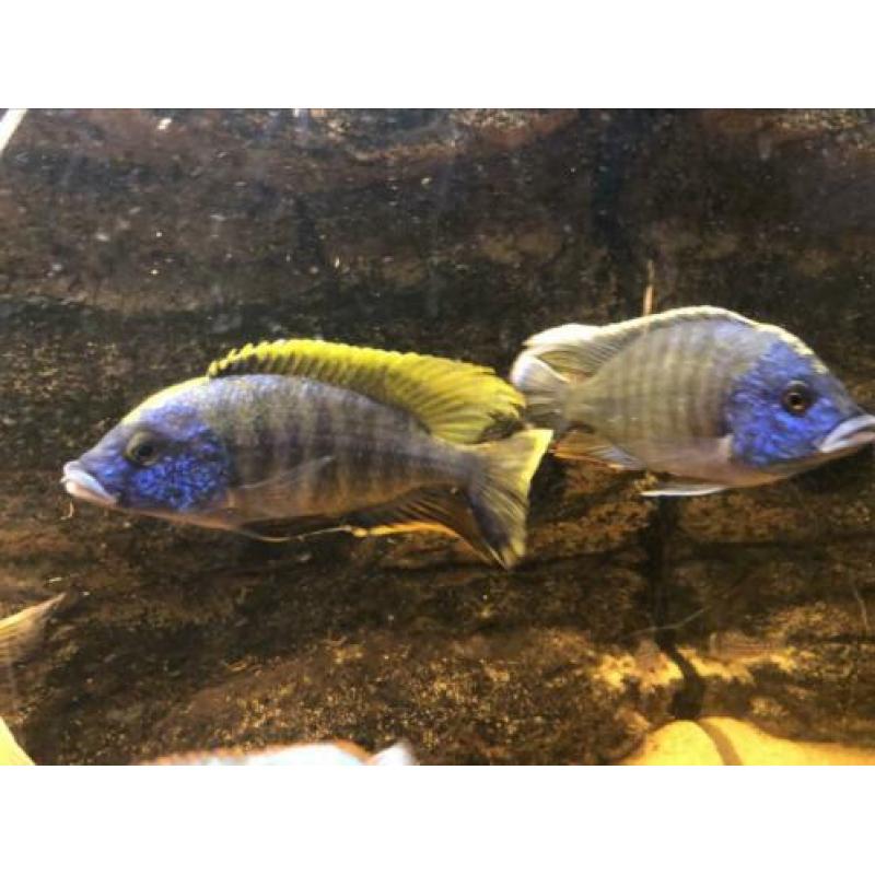 Blauwe cichlide mannen 15-18 cm