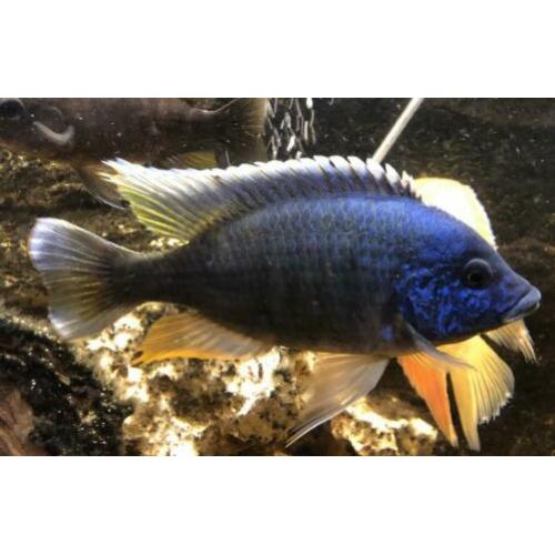 Blauwe cichlide mannen 15-18 cm