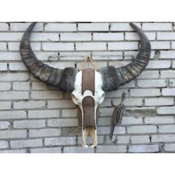 Waterbuffel schedel,waterbuffelschedel