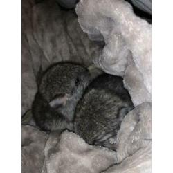 Chinchilla 2 vrouwtjes