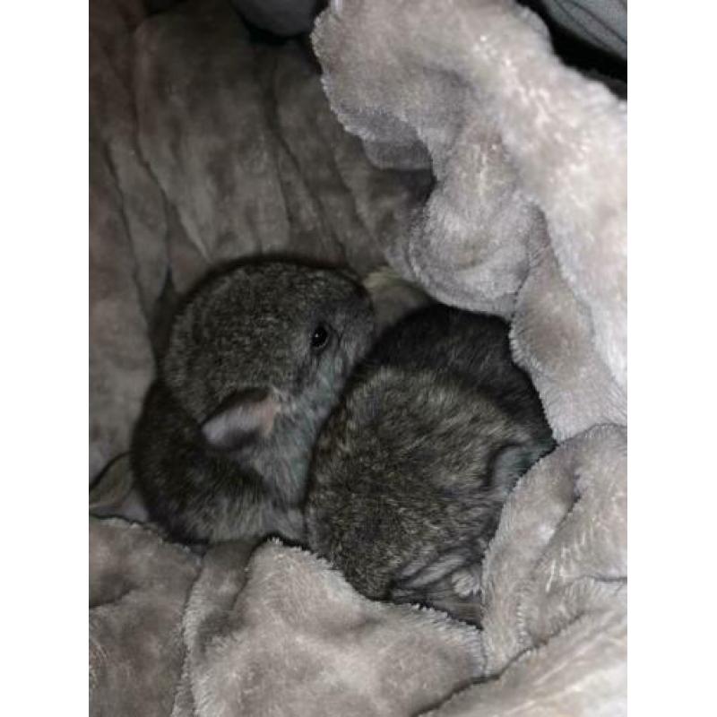 Chinchilla 2 vrouwtjes