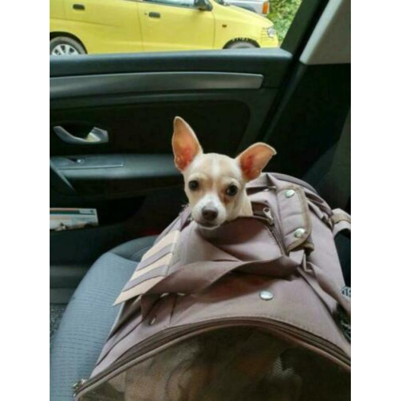 Stoere chihuahua dekreu