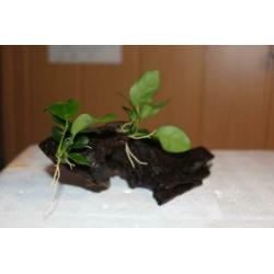 Anubias nana op aquarium hout