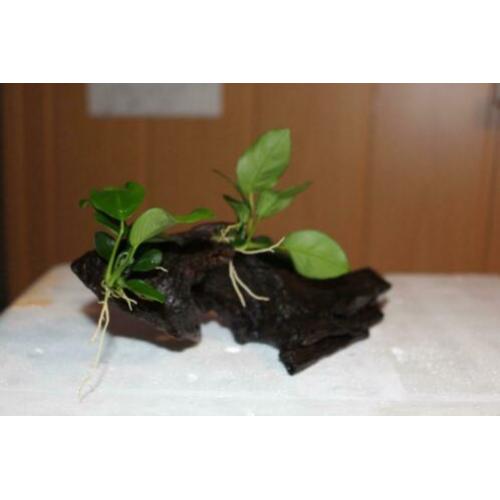 Anubias nana op aquarium hout