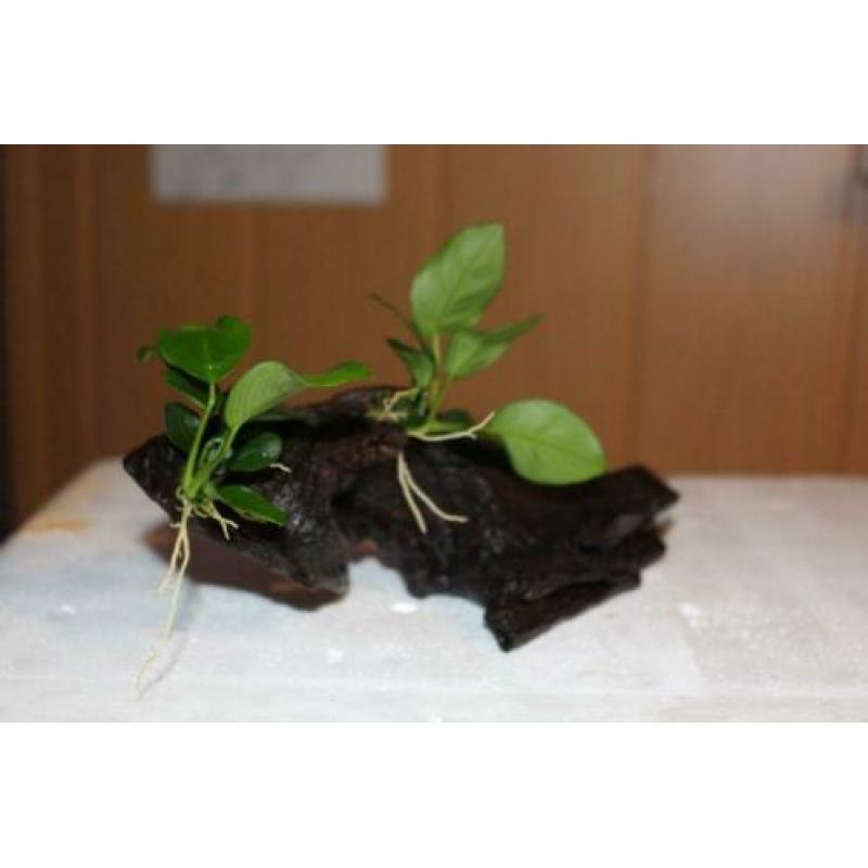 Anubias nana op aquarium hout