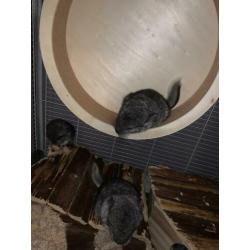 Chinchilla 2 vrouwtjes