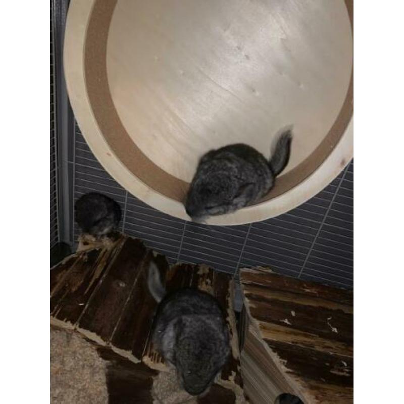 Chinchilla 2 vrouwtjes