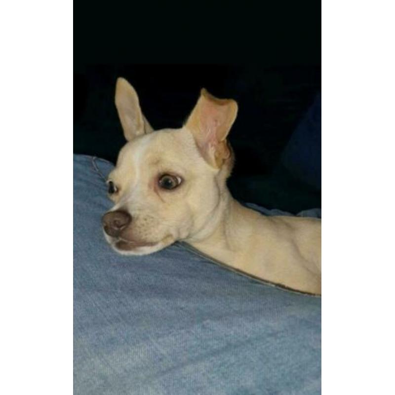 Stoere chihuahua dekreu