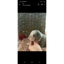 New english/engelse bulldog pups