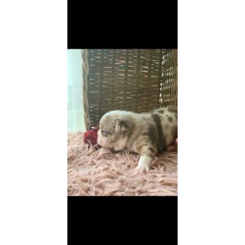 New english/engelse bulldog pups