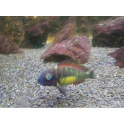 Tropheus Red Rainbow en Bemba groep 8-10 cm