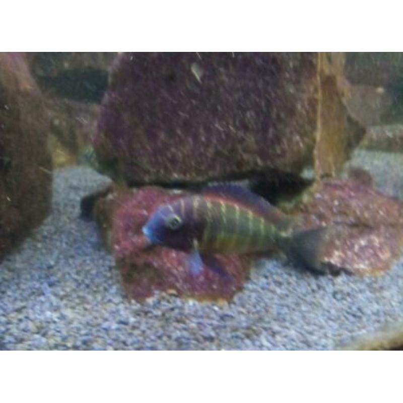 Tropheus Red Rainbow en Bemba groep 8-10 cm