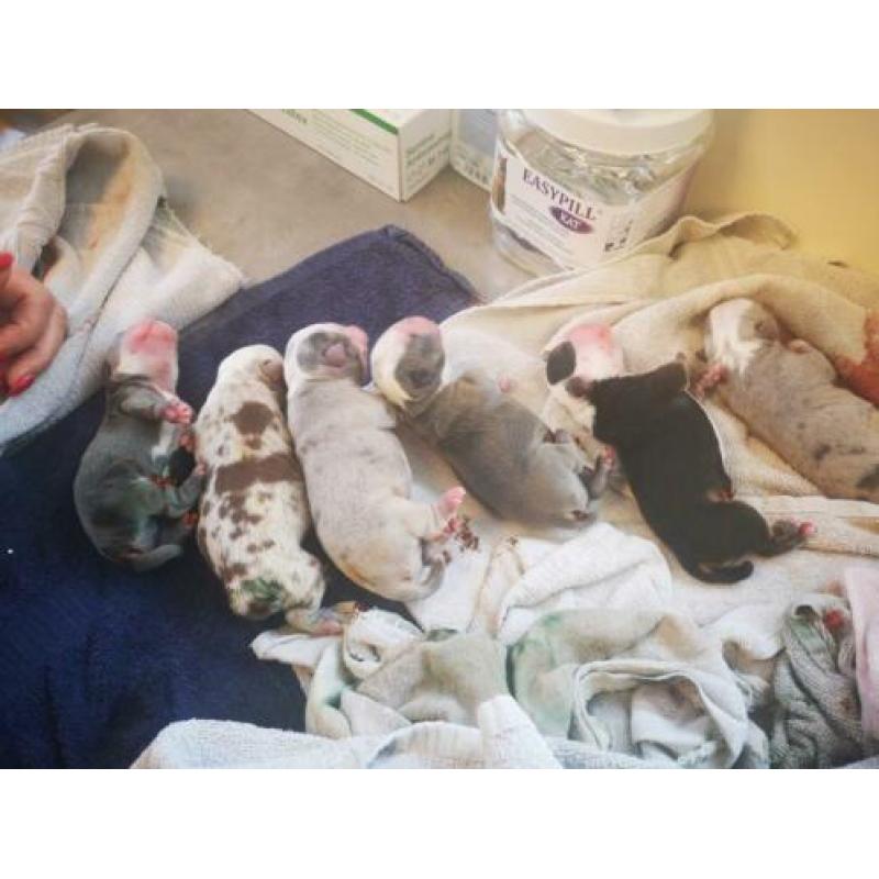 New english/engelse bulldog pups
