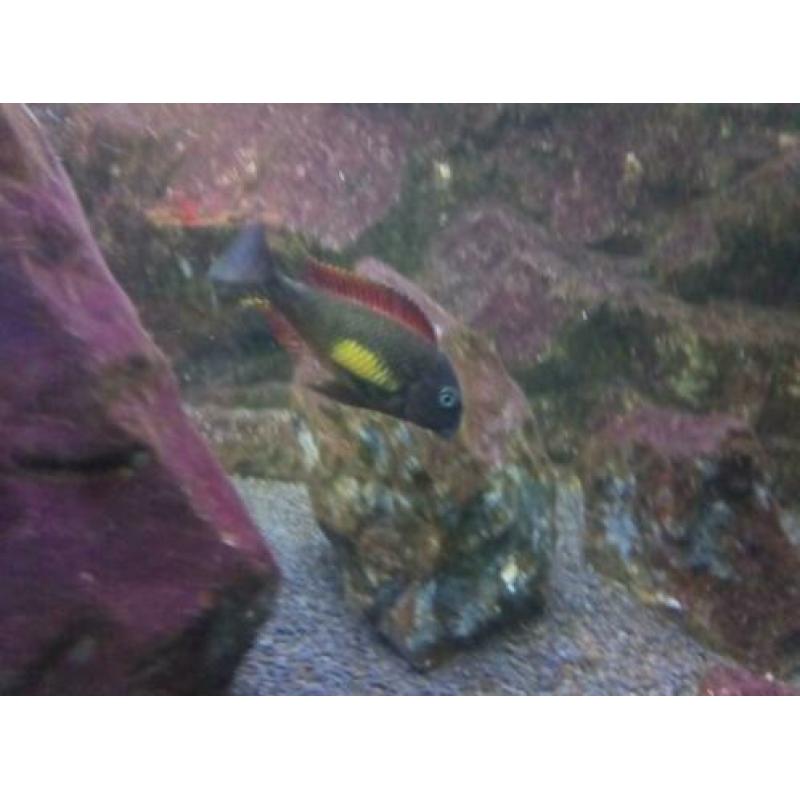 Tropheus Red Rainbow en Bemba groep 8-10 cm