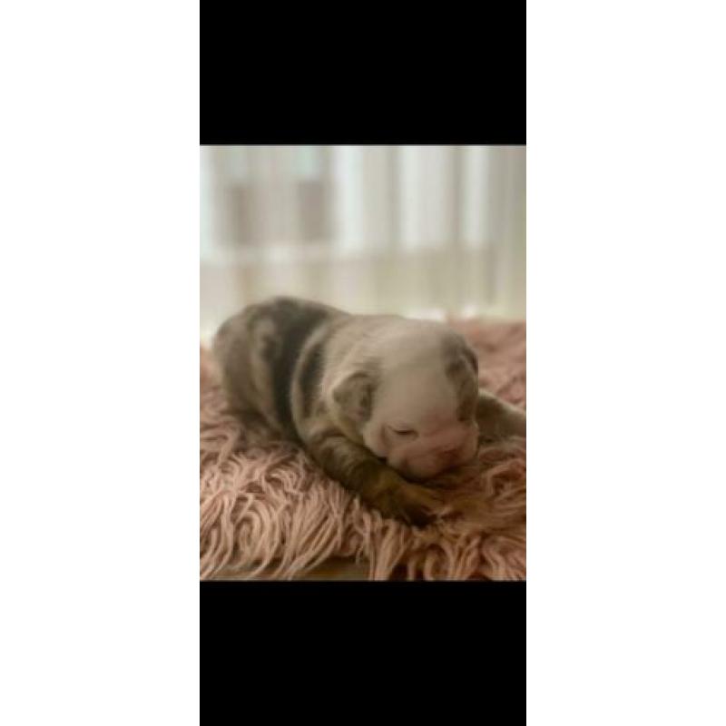 New english/engelse bulldog pups