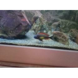 Tropheus Red Rainbow en Bemba groep 8-10 cm