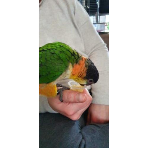 Hele lieve tamme caique man
