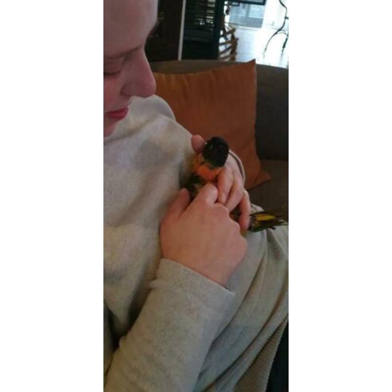 Hele lieve tamme caique man