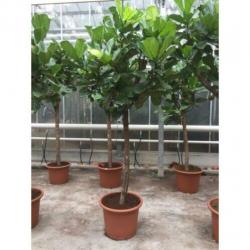 Ficus Lyrata - Vioolplant 390-400cm art36803