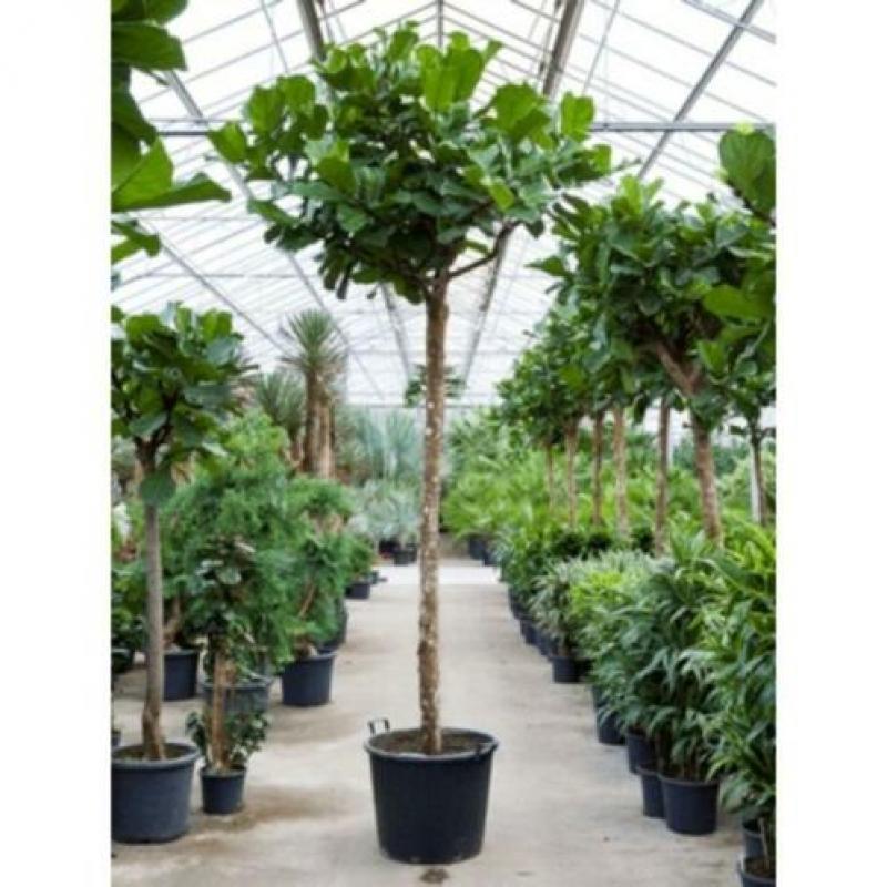 Ficus Lyrata - Vioolplant 390-400cm art36803