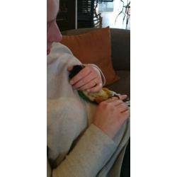 Hele lieve tamme caique man