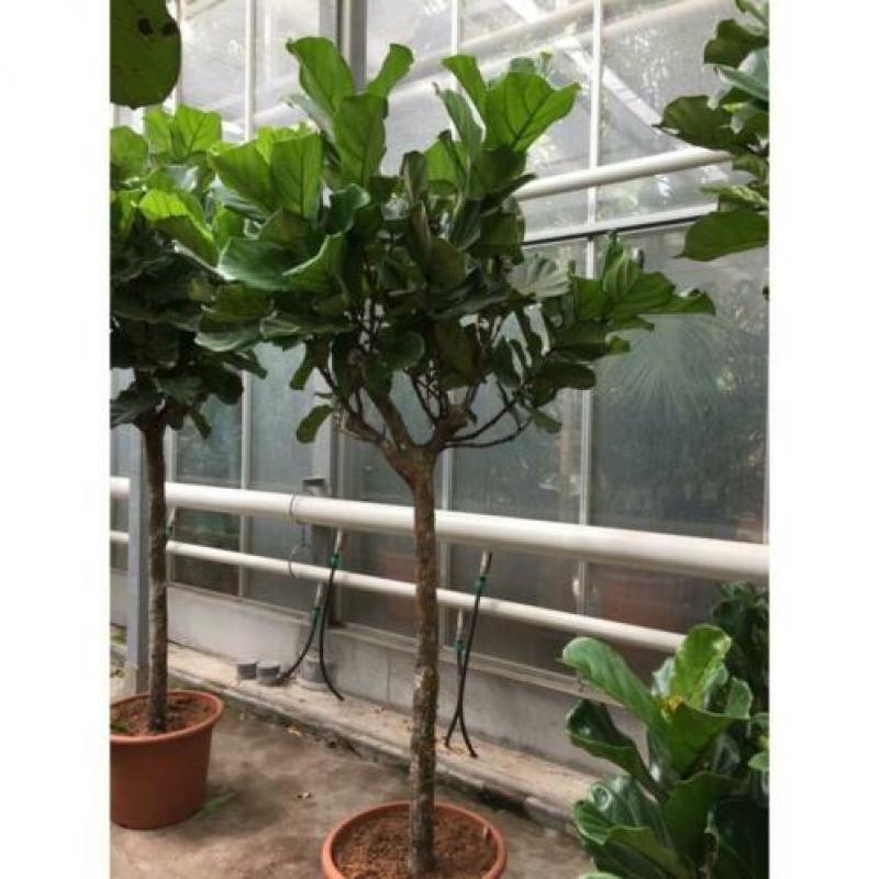 Ficus Lyrata - Vioolplant 390-400cm art36803