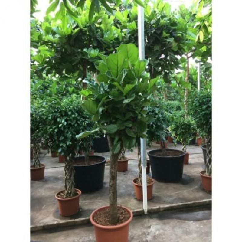 Ficus Lyrata - Vioolplant 390-400cm art36803