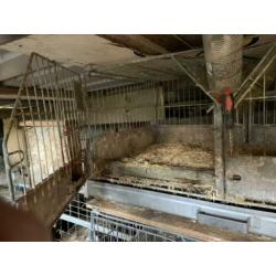 3x konijnenhok met keutellade van verzinkt staal