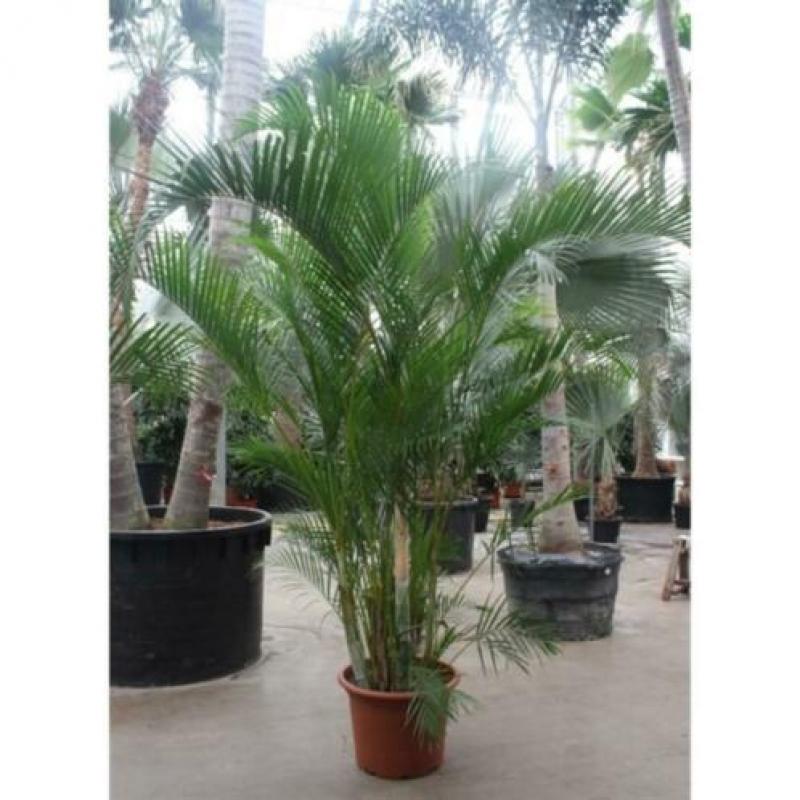 Dypsis Lutescens - Areca Palm art36102