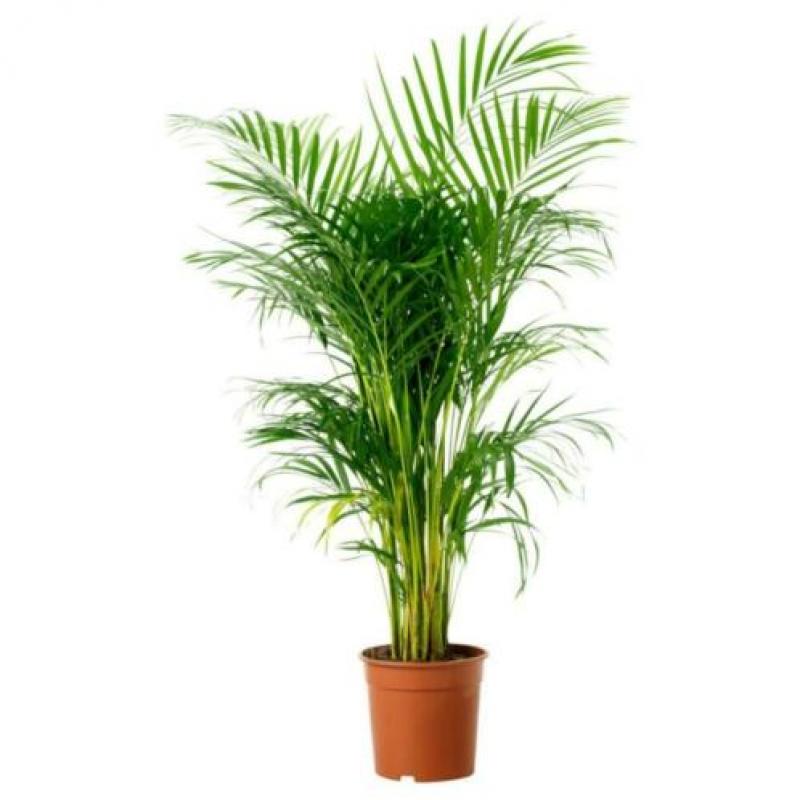 Dypsis Lutescens - Areca Palm art36102