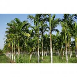 Dypsis Lutescens - Areca Palm art36102