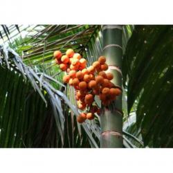 Dypsis Lutescens - Areca Palm art36102