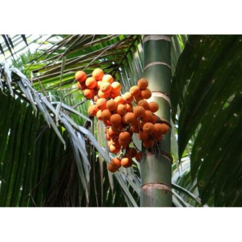 Dypsis Lutescens - Areca Palm art36102