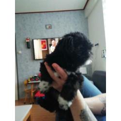 Hond