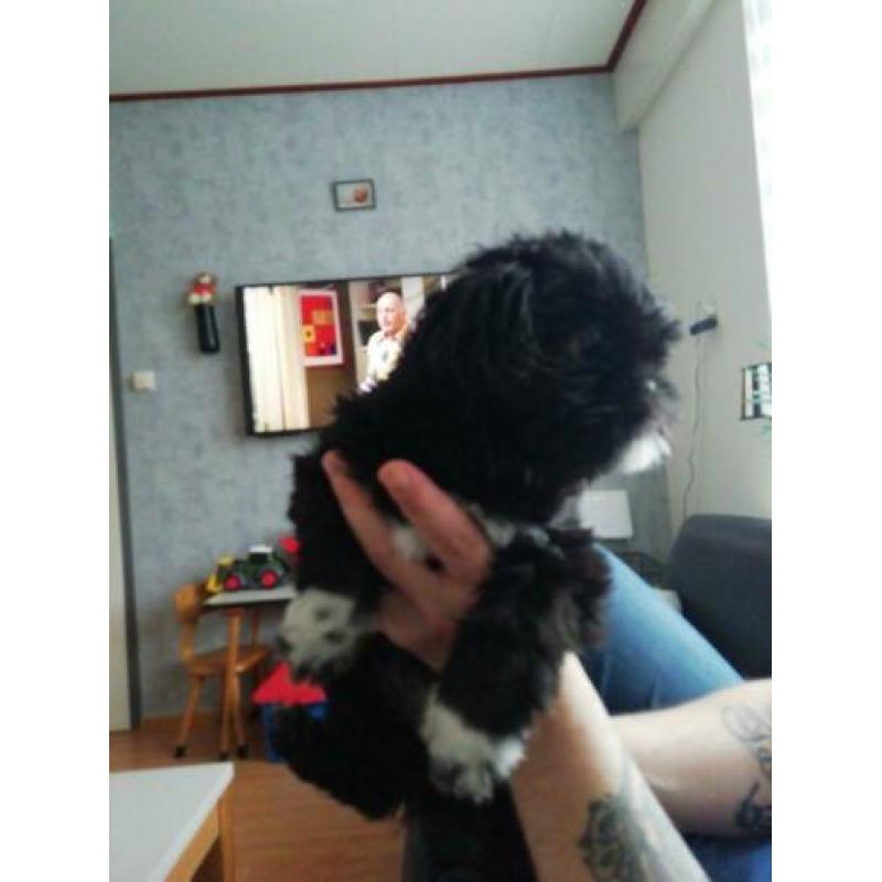 Hond