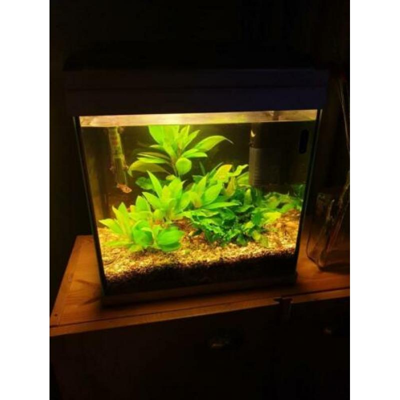 SuperFish 30 aquarium