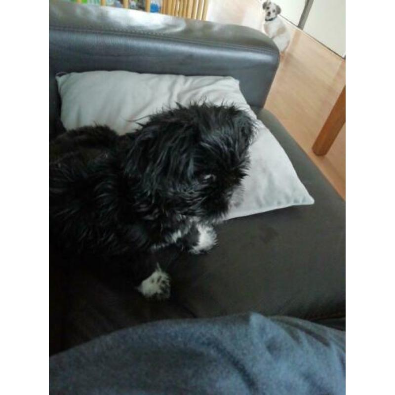 Hond